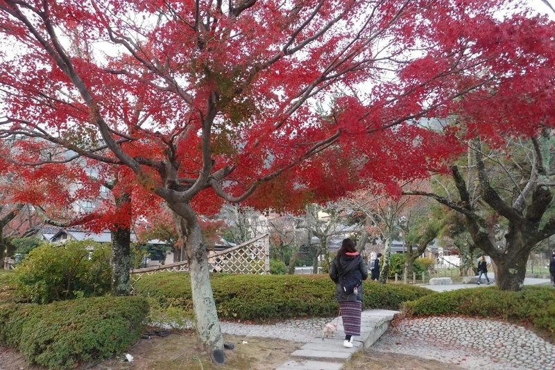 f:id:hirotaka72:20181126072822j:plain