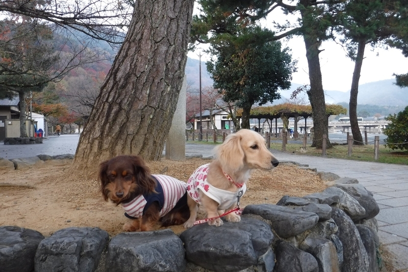 f:id:hirotaka72:20181126073946j:plain
