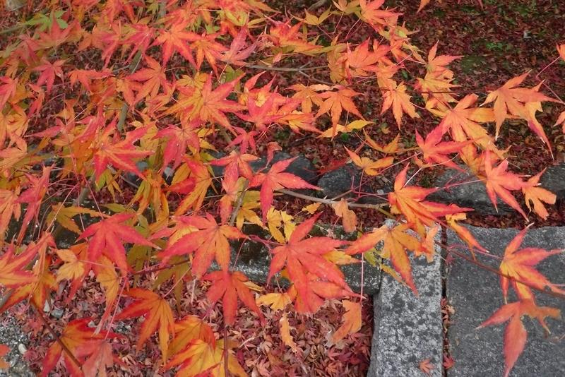 f:id:hirotaka72:20181126083807j:plain