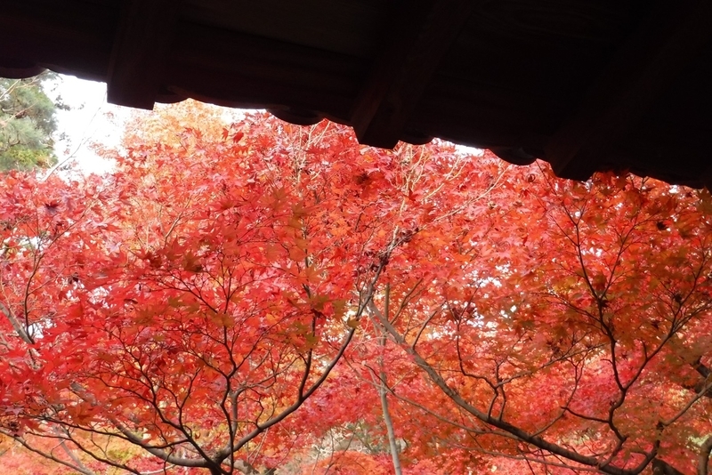 f:id:hirotaka72:20181126092305j:plain
