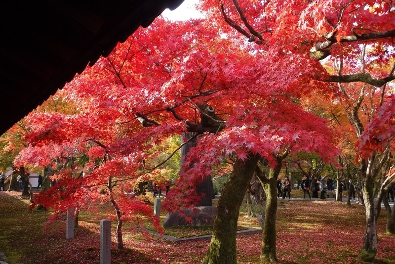 f:id:hirotaka72:20181126093145j:plain