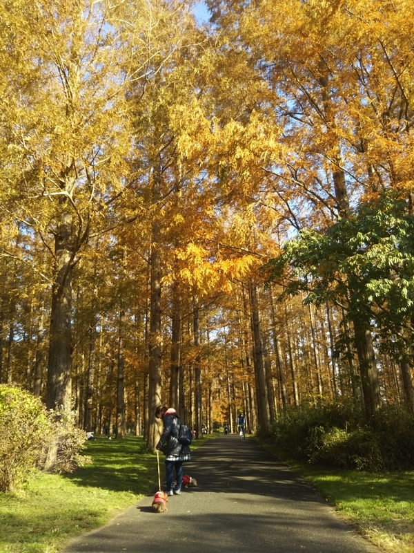f:id:hirotaka72:20181201123612j:image:w235