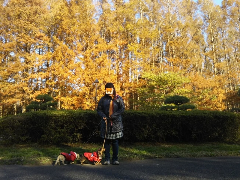 f:id:hirotaka72:20181201123937j:image:w415
