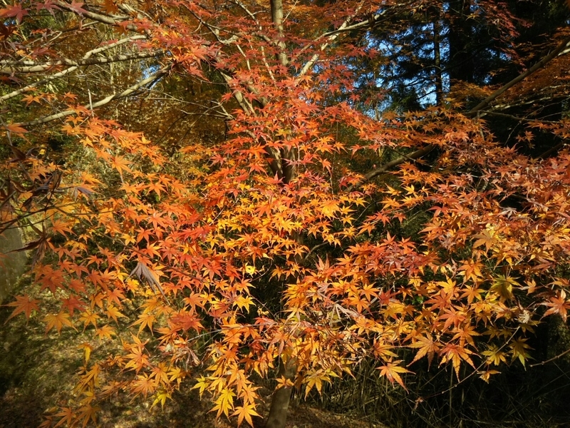 f:id:hirotaka72:20181215110731j:image:w415