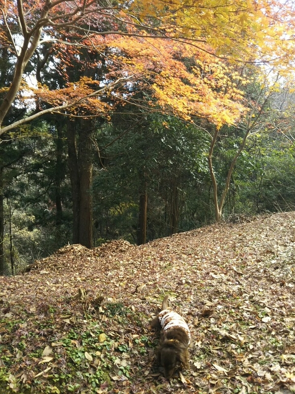 f:id:hirotaka72:20181215110801j:image:w235