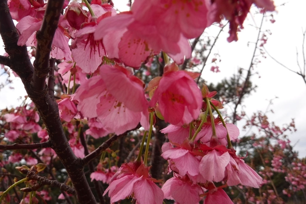 f:id:hirotaka72:20190114130245j:plain f:id:hirotaka72:20190114130245j:plain