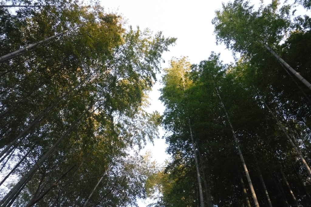 f:id:hirotaka72:20190114151910j:plain