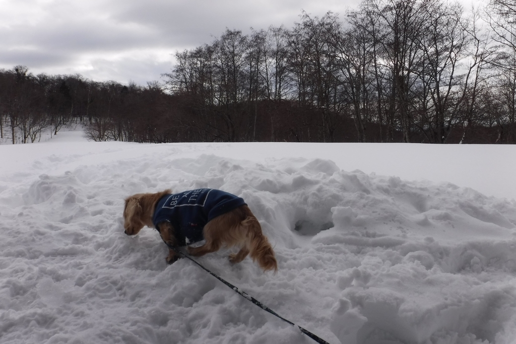 f:id:hirotaka72:20190120120036j:plain f:id:hirotaka72:20190120120036j:plain