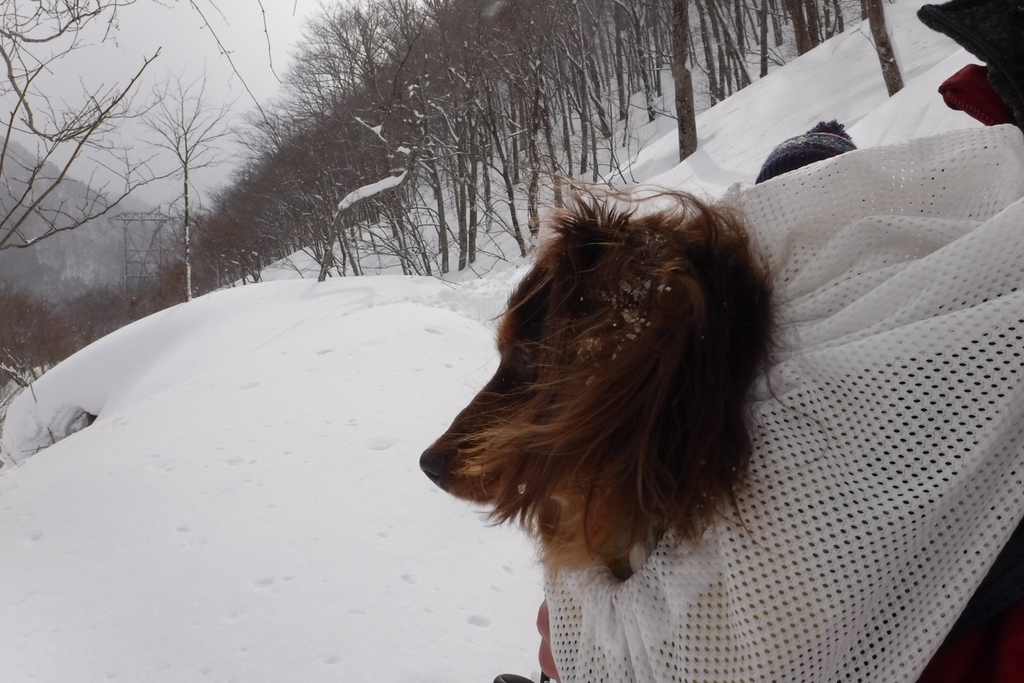 f:id:hirotaka72:20190217101450j:plain f:id:hirotaka72:20190217101450j:plain