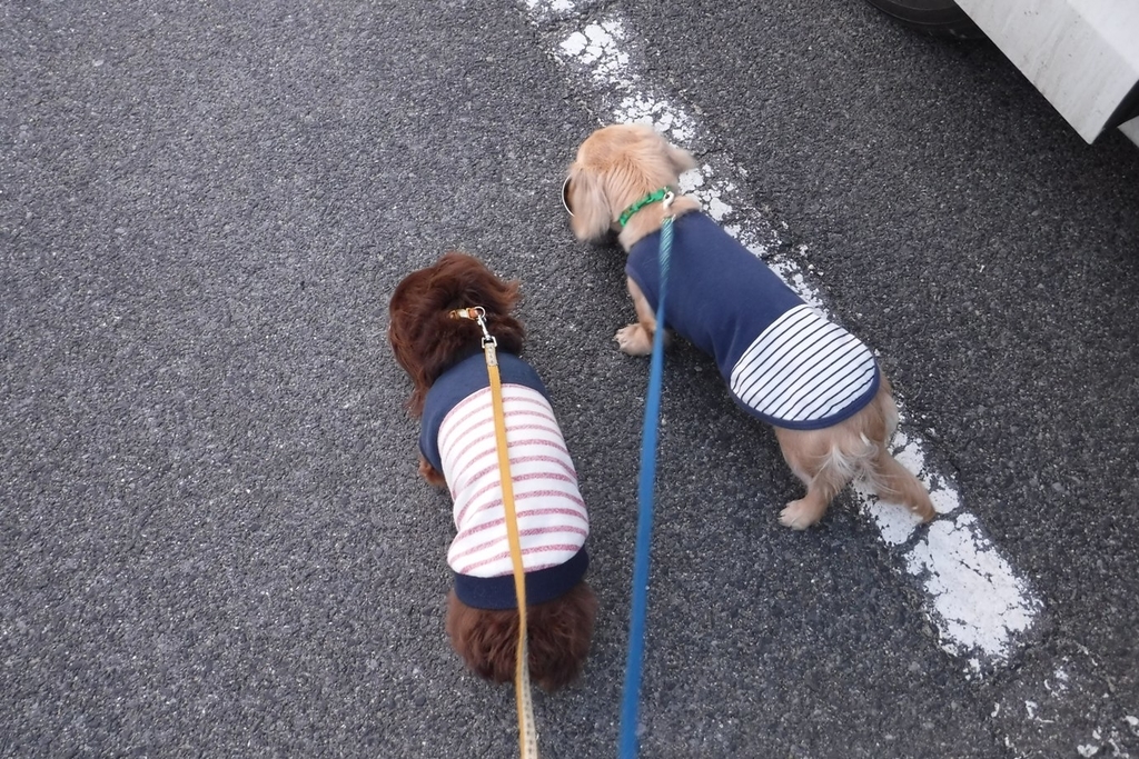 f:id:hirotaka72:20190223165523j:plain f:id:hirotaka72:20190223165523j:plain
