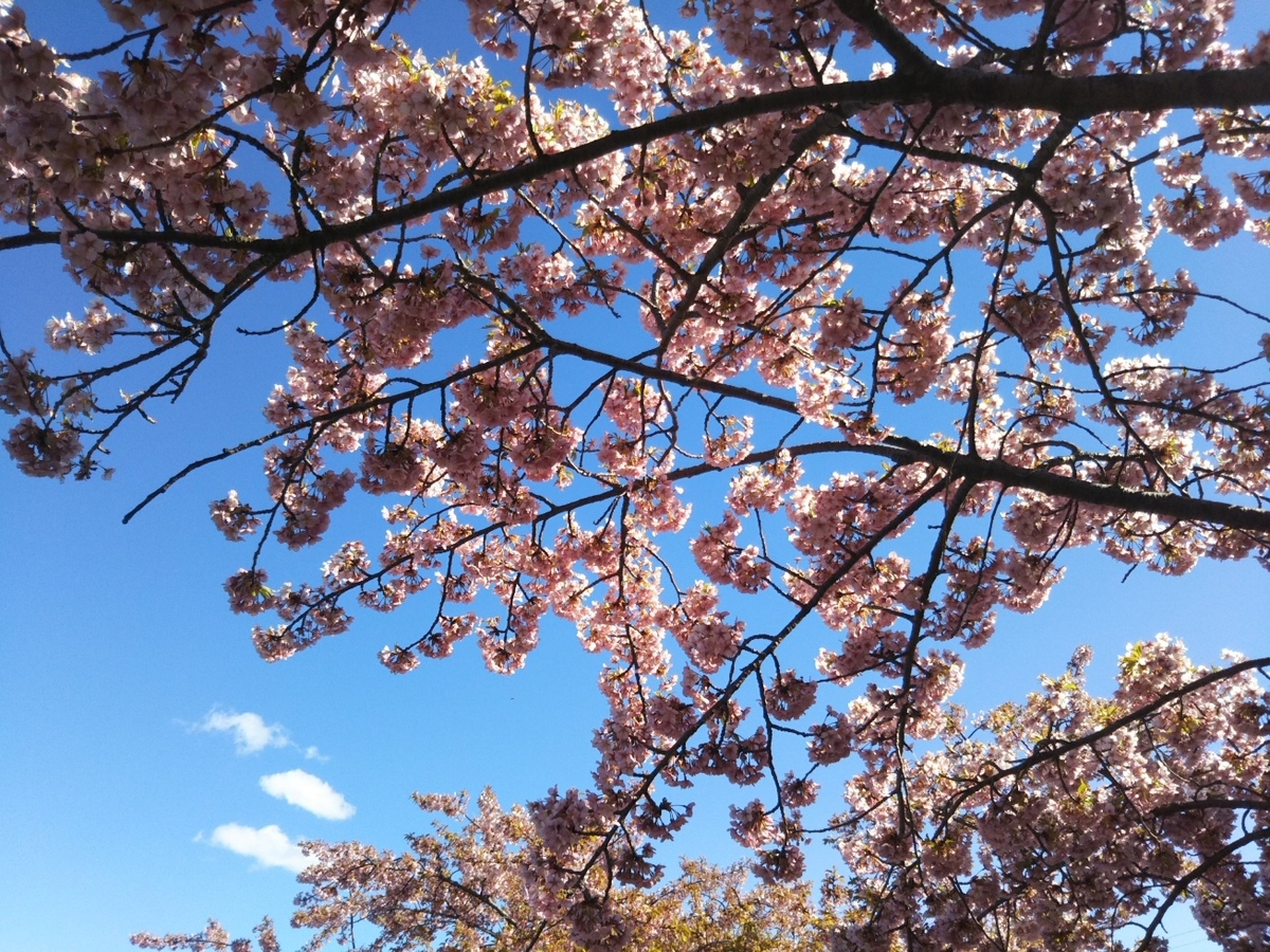 f:id:hirotaka72:20190331144509j:plain