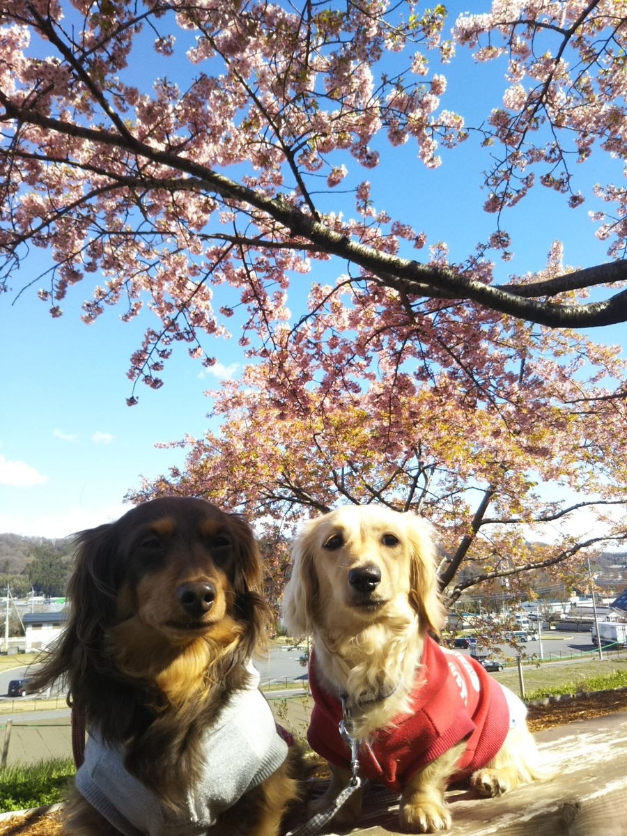 f:id:hirotaka72:20190331144632j:plain