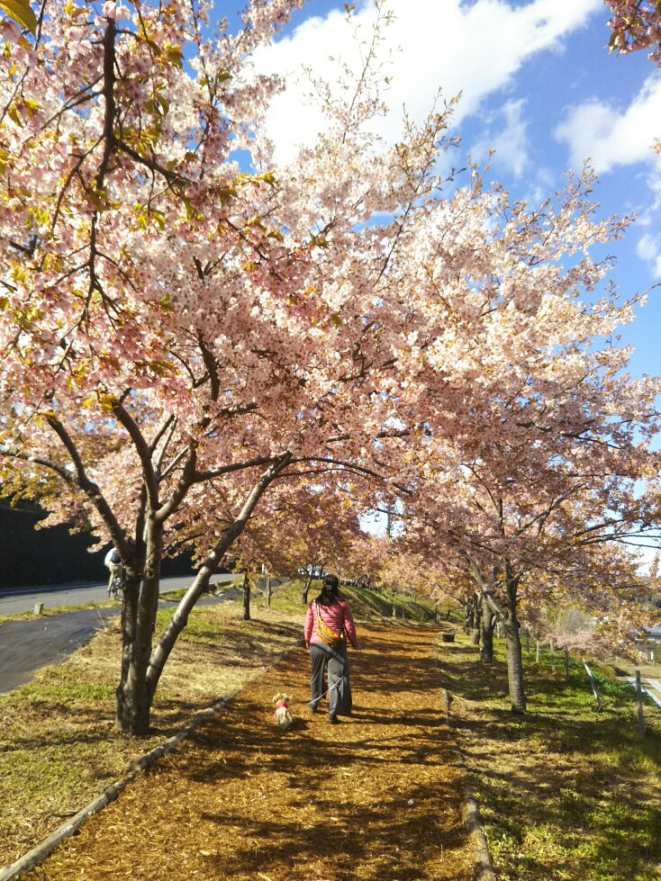 f:id:hirotaka72:20190331145110j:plain