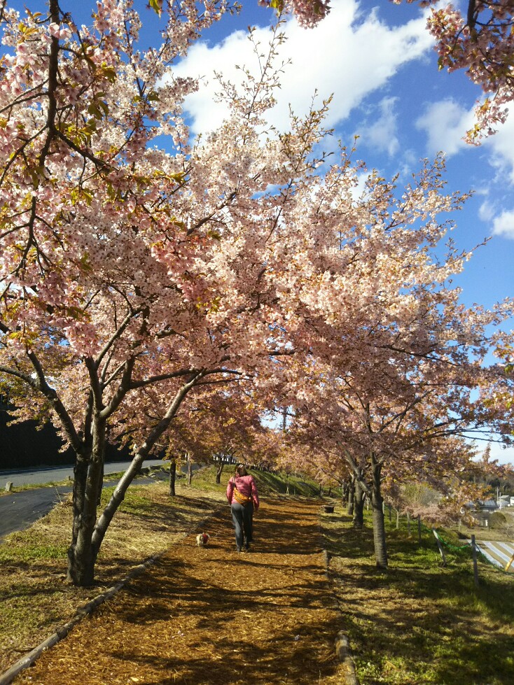 f:id:hirotaka72:20190331145114j:plain
