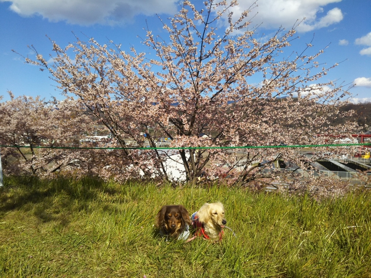f:id:hirotaka72:20190331145348j:plain