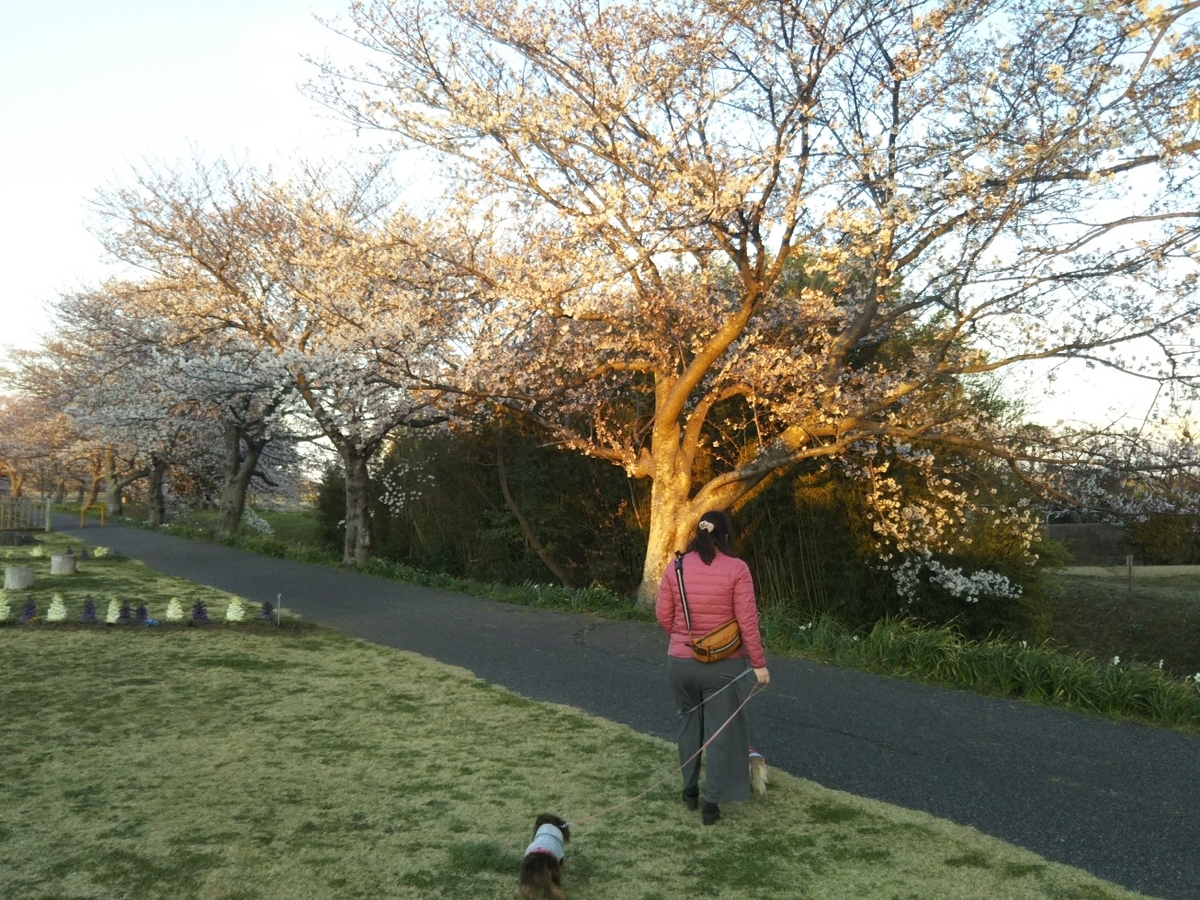 f:id:hirotaka72:20190331174827j:plain