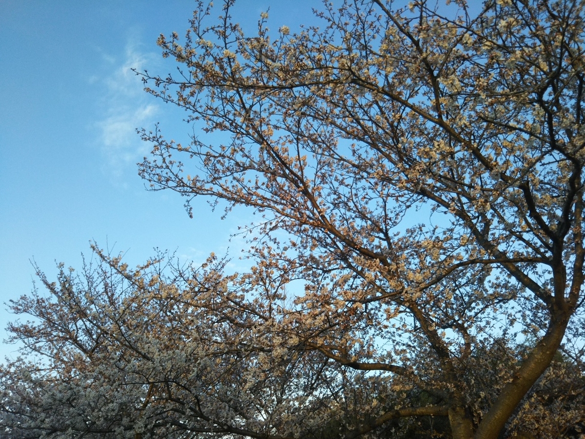 f:id:hirotaka72:20190331174848j:plain