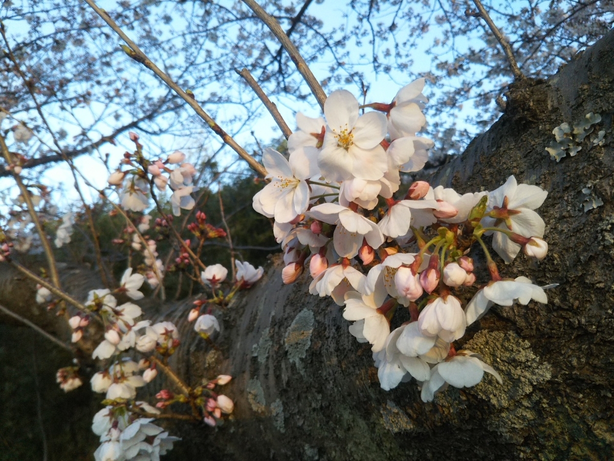 f:id:hirotaka72:20190331174909j:plain