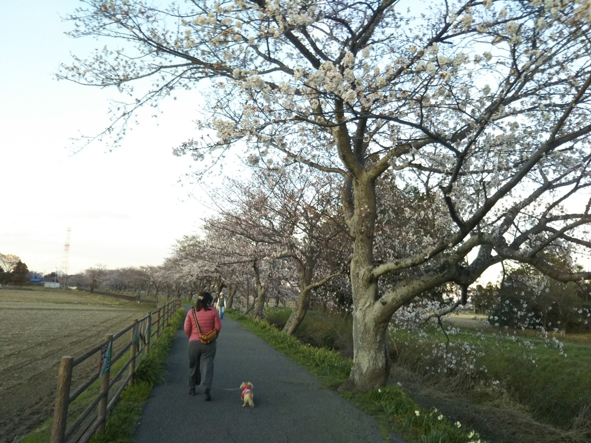 f:id:hirotaka72:20190331175001j:plain