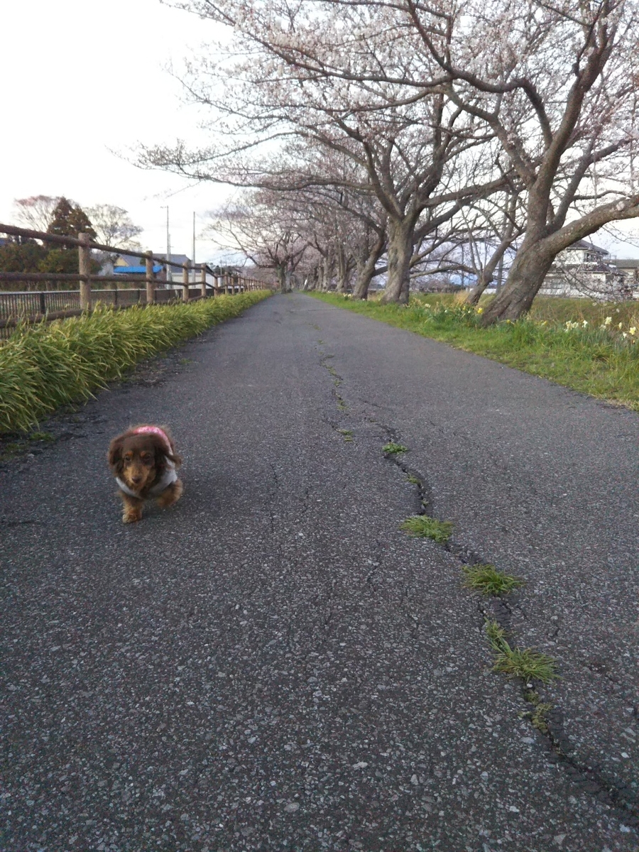 f:id:hirotaka72:20190331175935j:plain