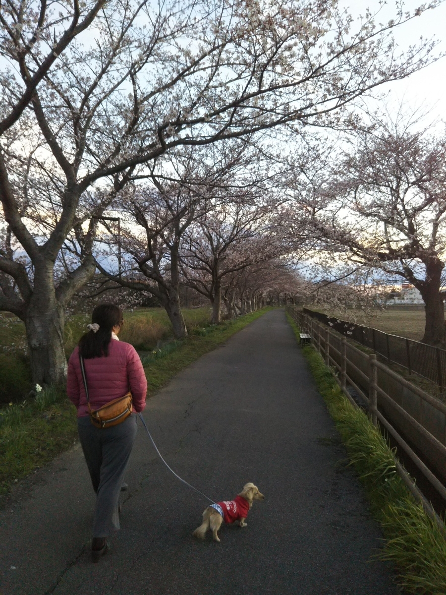 f:id:hirotaka72:20190331175944j:plain