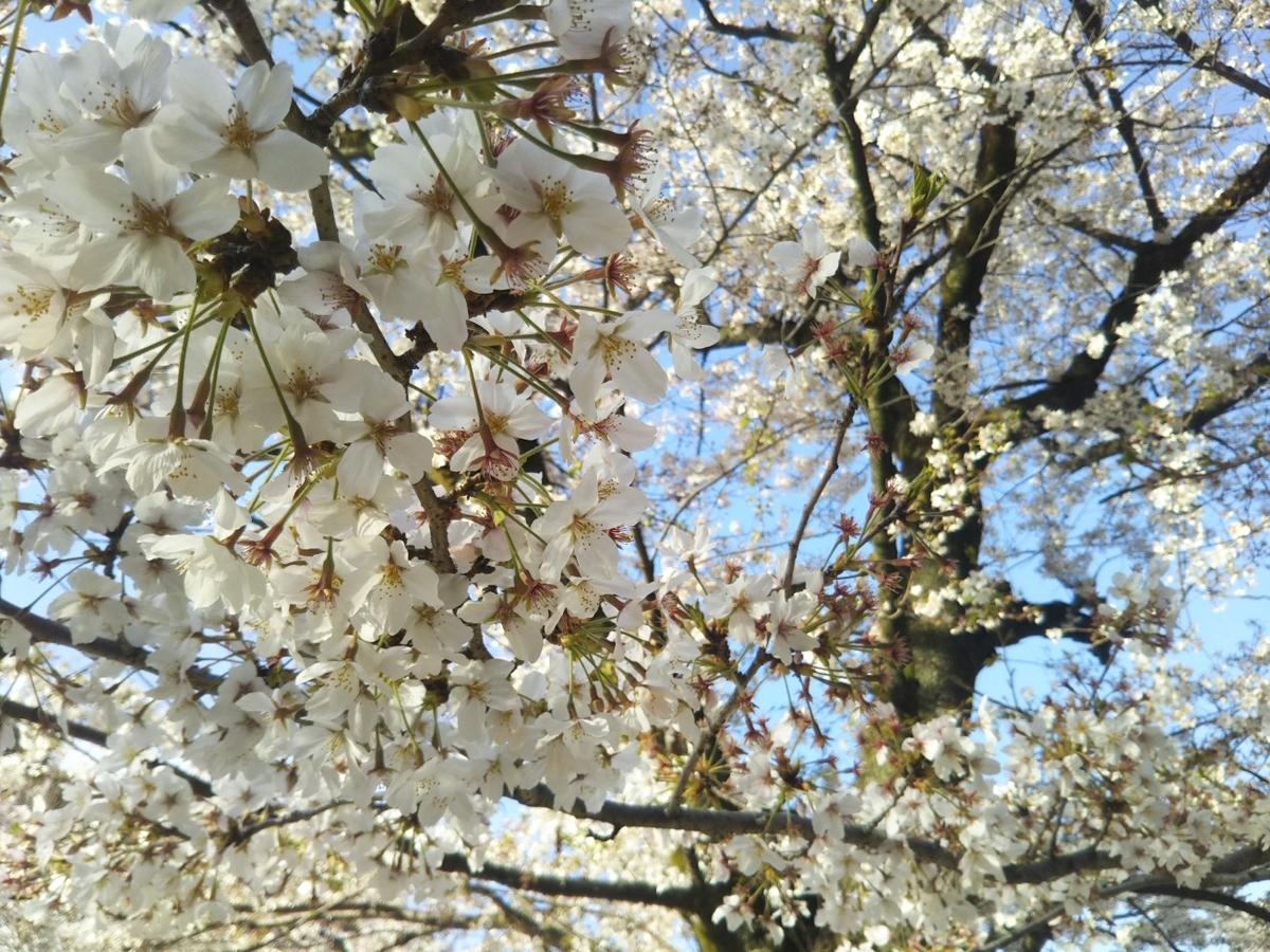 f:id:hirotaka72:20190405161225j:plain