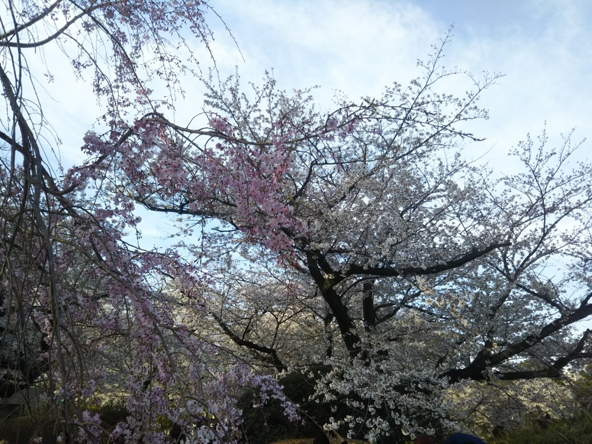 f:id:hirotaka72:20190405164053j:plain
