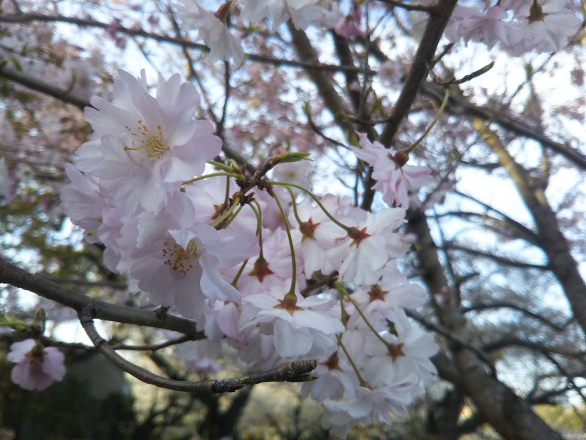 f:id:hirotaka72:20190405164455j:plain