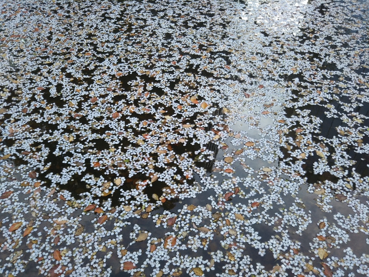 f:id:hirotaka72:20190405164714j:plain