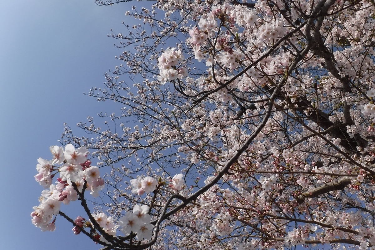 f:id:hirotaka72:20190406080300j:plain f:id:hirotaka72:20190406080300j:plain