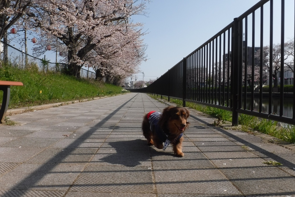 f:id:hirotaka72:20190406080338j:plain