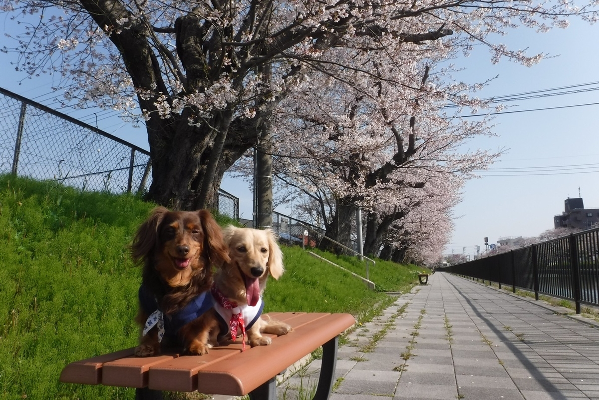 f:id:hirotaka72:20190406080818j:plain f:id:hirotaka72:20190406080818j:plain