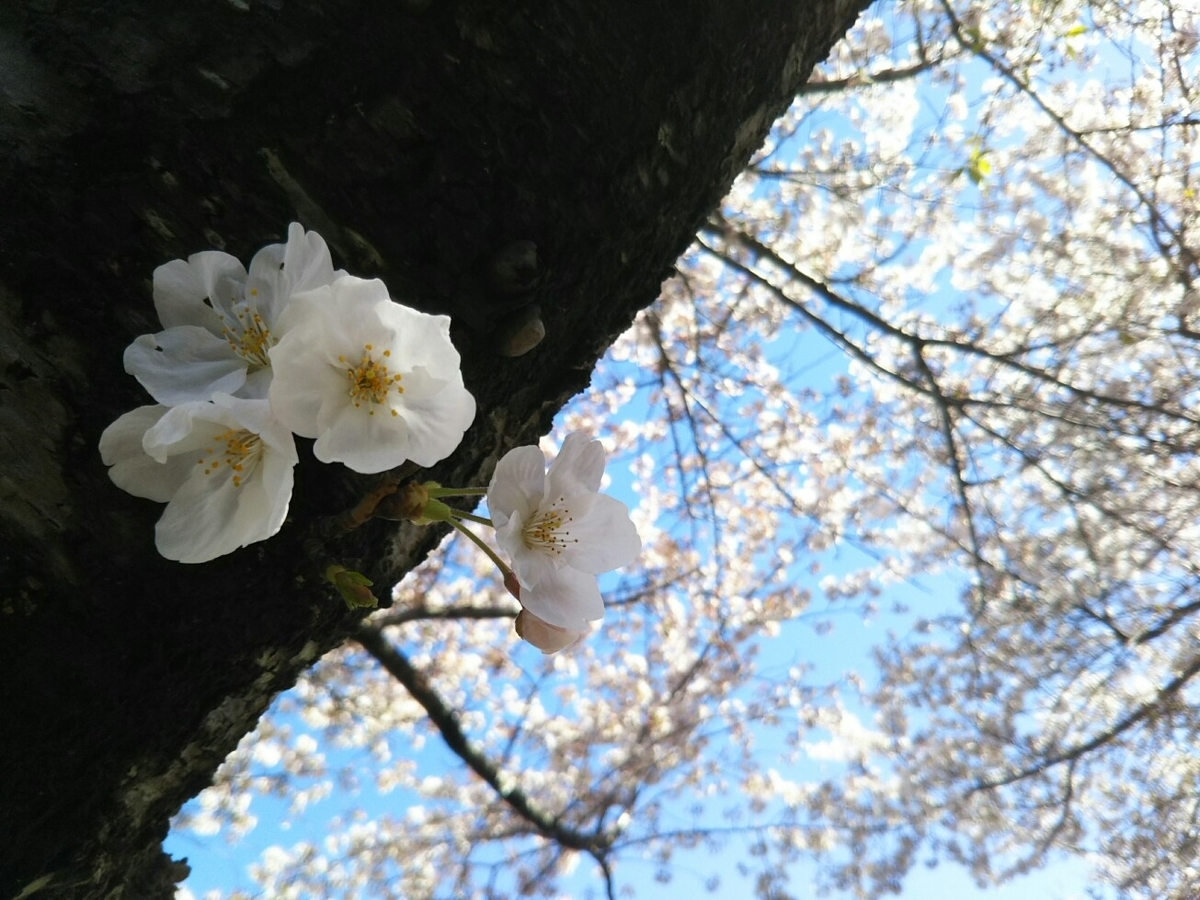 f:id:hirotaka72:20190411082646j:plain