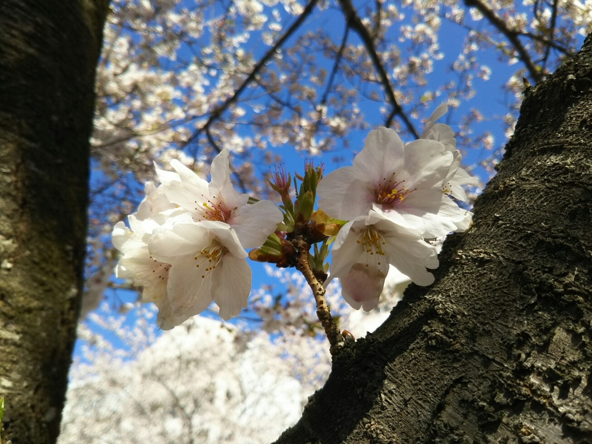 f:id:hirotaka72:20190411082800j:plain