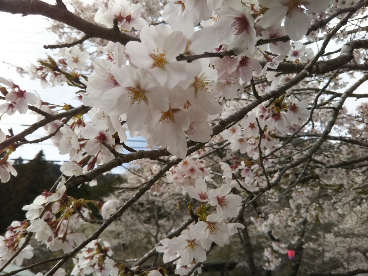 f:id:hirotaka72:20190412151945j:plain