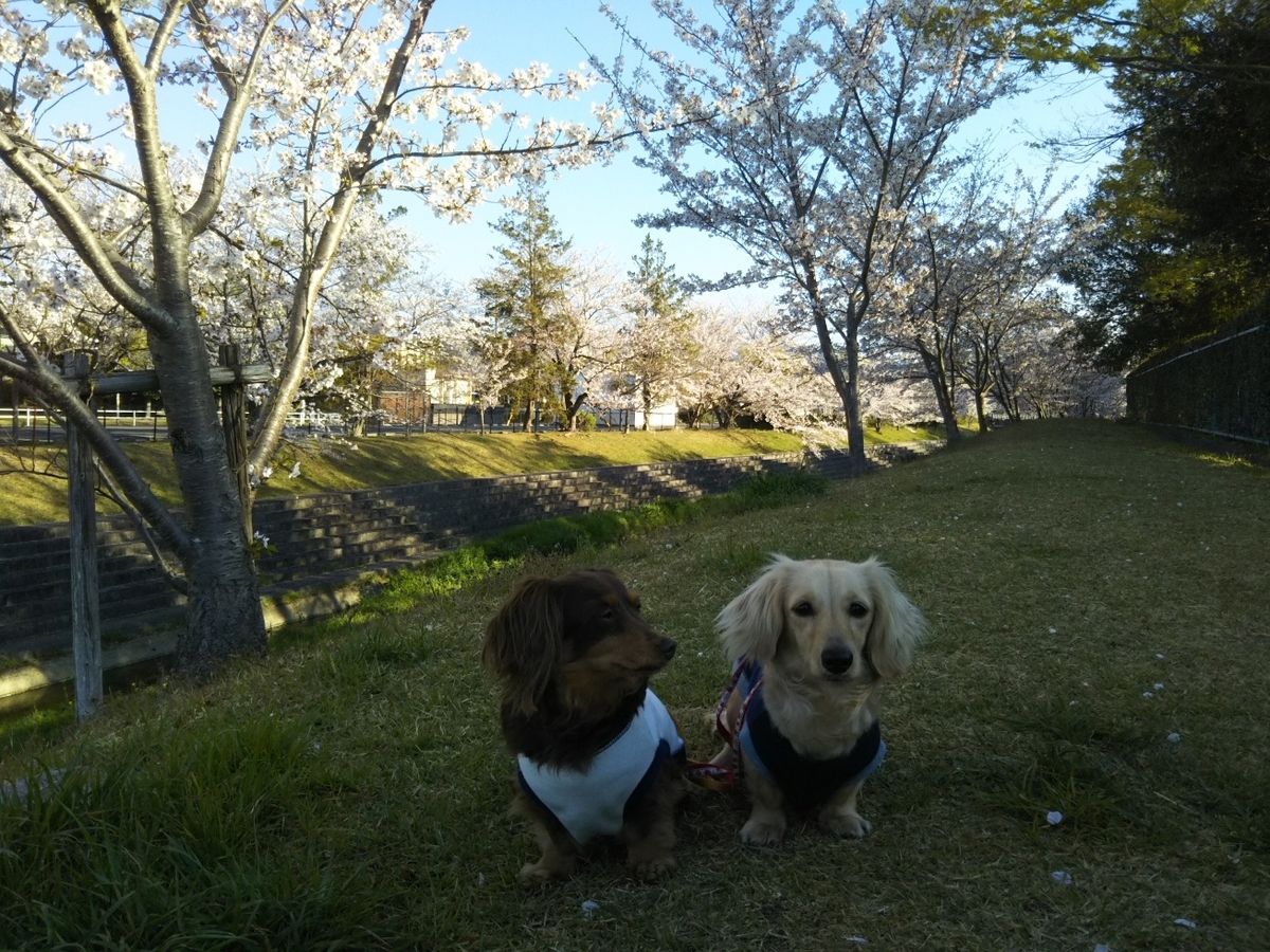 f:id:hirotaka72:20190413071015j:plain