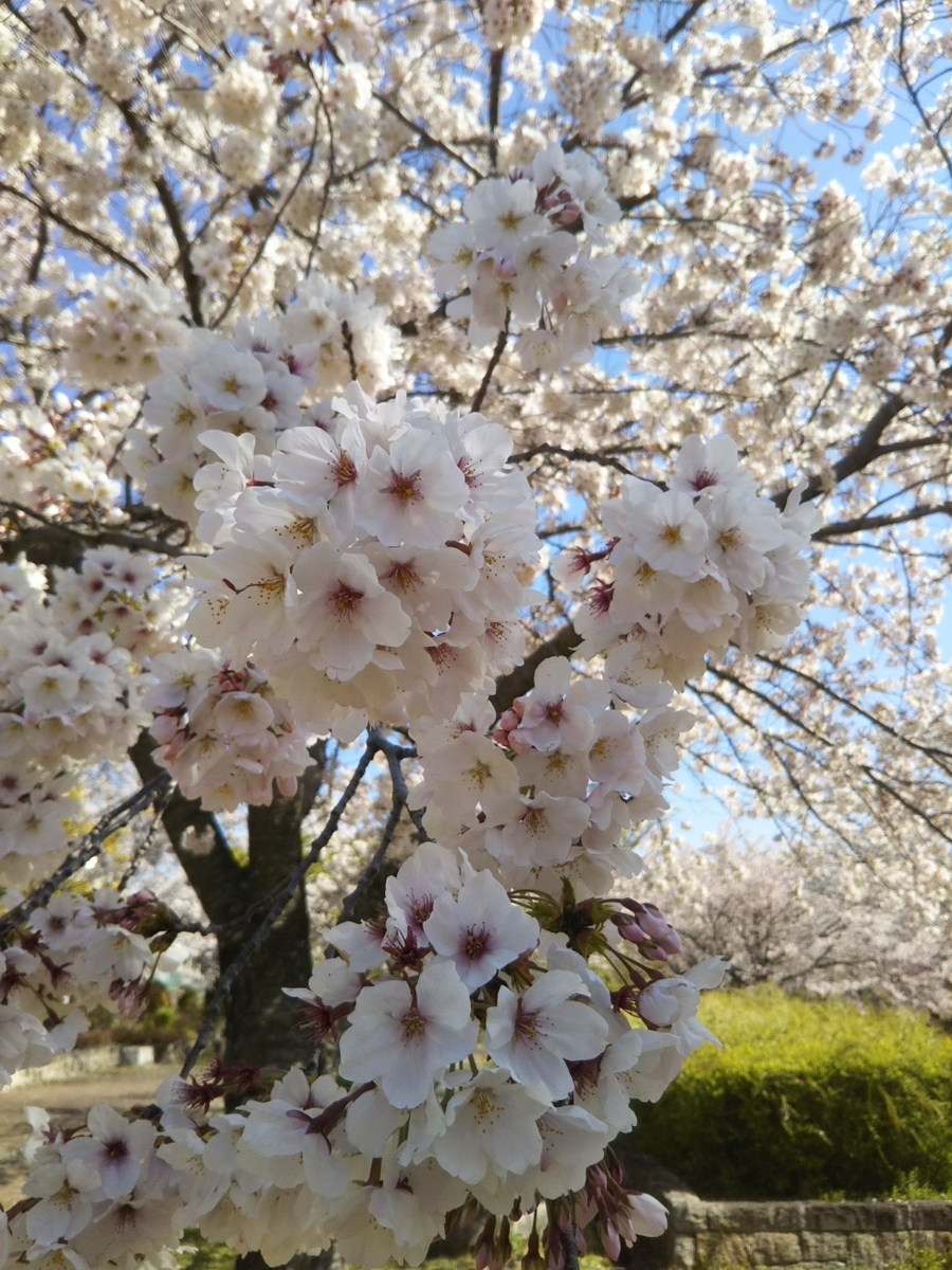 f:id:hirotaka72:20190413094533j:plain