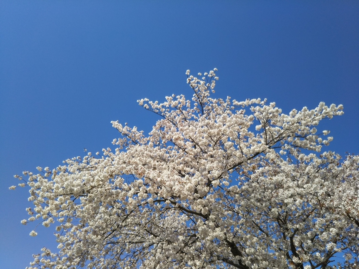 f:id:hirotaka72:20190413095416j:plain