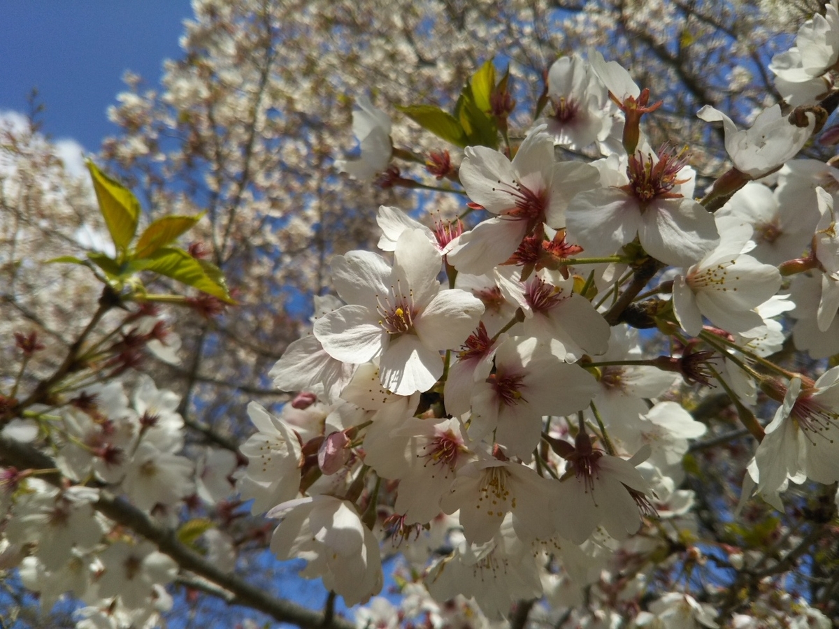 f:id:hirotaka72:20190413104903j:plain