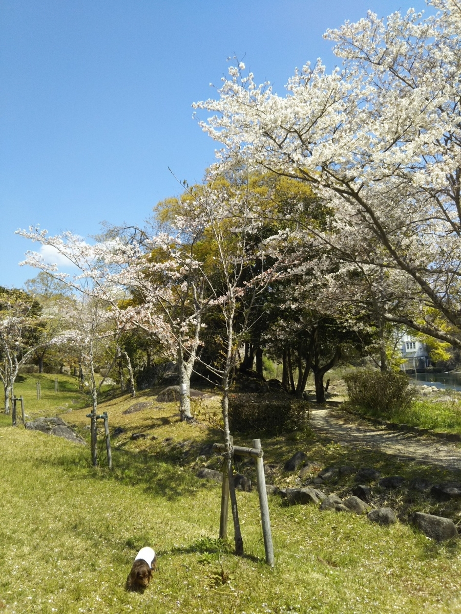 f:id:hirotaka72:20190413105132j:plain