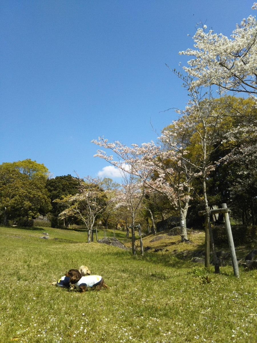 f:id:hirotaka72:20190413105148j:plain