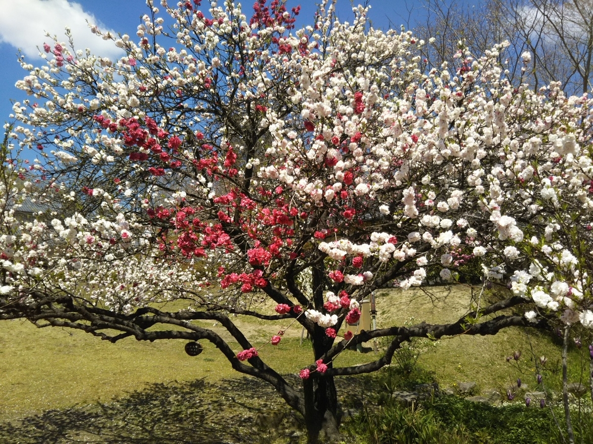 f:id:hirotaka72:20190413110030j:plain