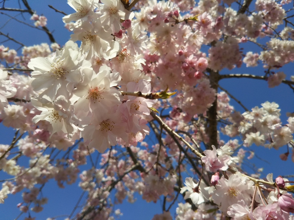 f:id:hirotaka72:20190413110459j:plain
