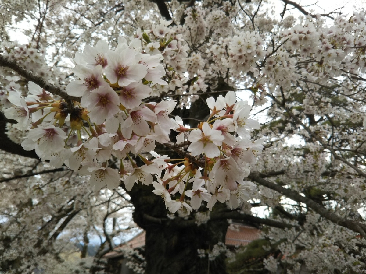 f:id:hirotaka72:20190414143721j:plain