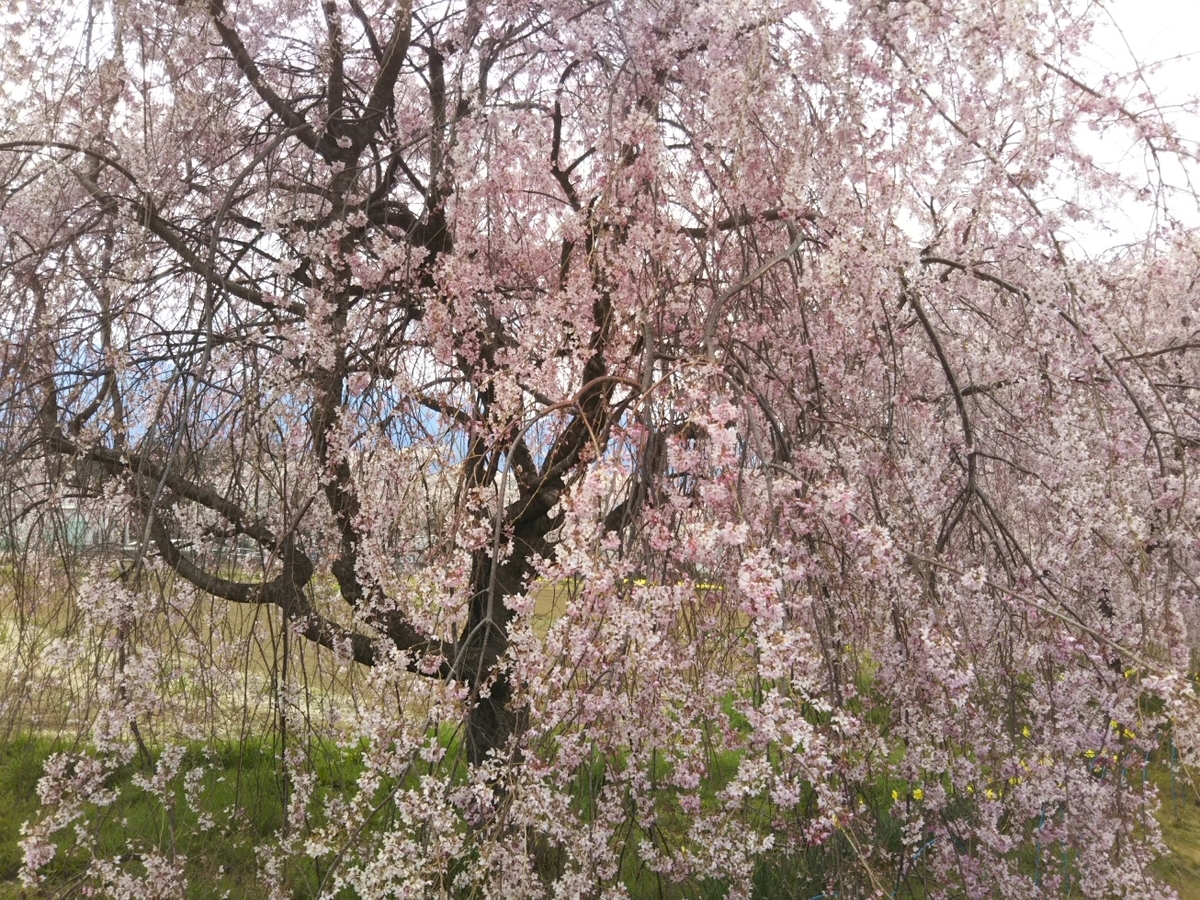 f:id:hirotaka72:20190414152349j:plain