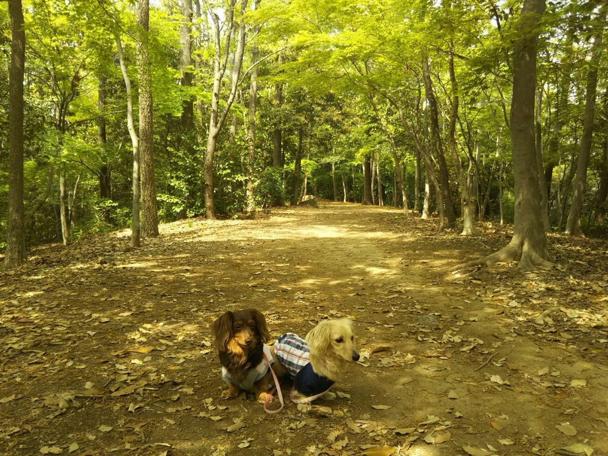 f:id:hirotaka72:20190419100953j:plain