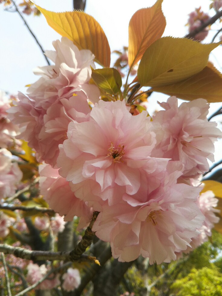 f:id:hirotaka72:20190419101726j:plain