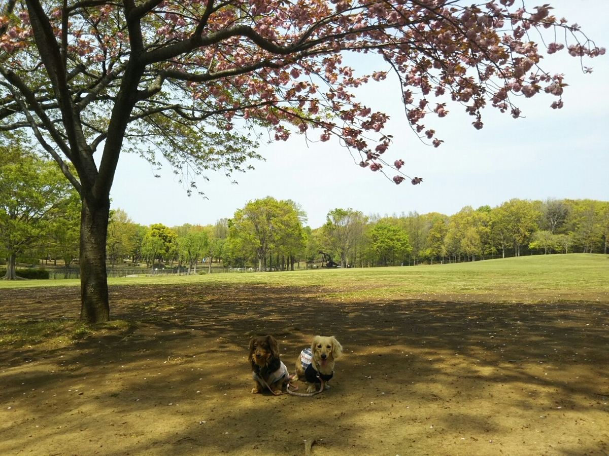 f:id:hirotaka72:20190419110610j:plain