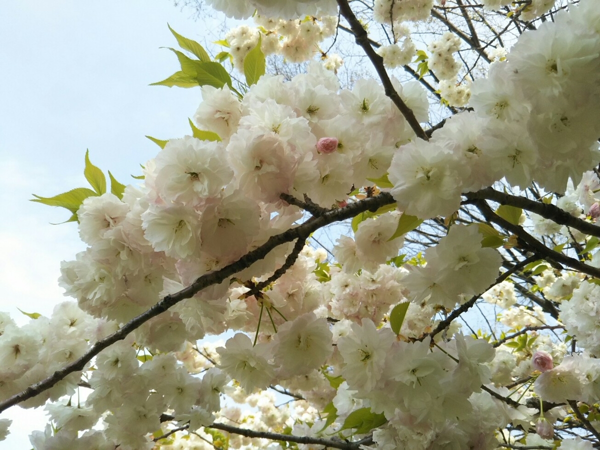 f:id:hirotaka72:20190419134334j:plain
