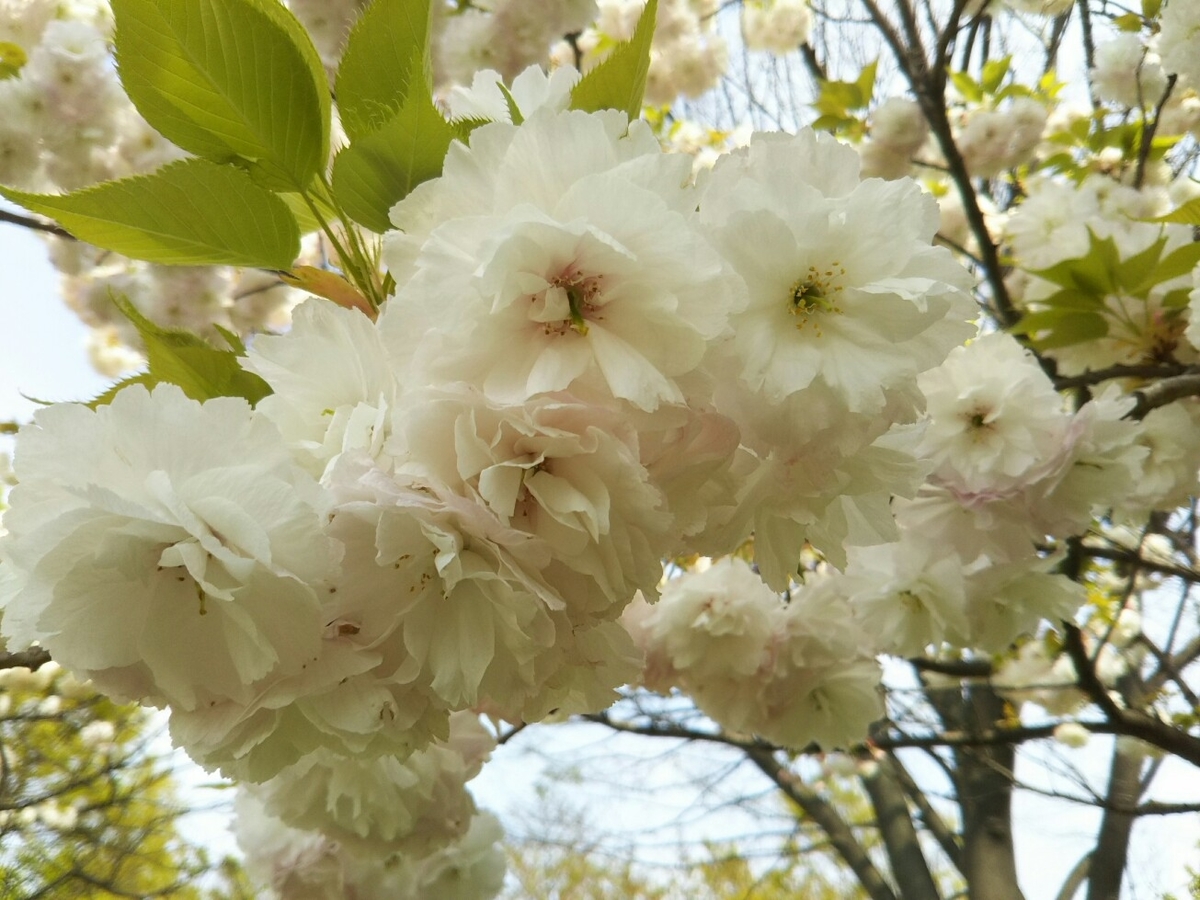 f:id:hirotaka72:20190419134341j:plain